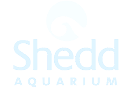 Shedd Aquarium